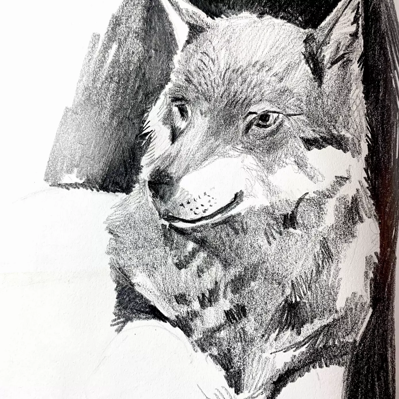 a detailed pencil drawing of a wolf, wolf illustration , wolf book illustration
